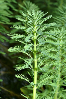 Live Parrot’s Feather Plant Myriophyllum aquaticum | Floating Aquatic Pond Plant | Bareroot Oxygenating Water Garden Plant