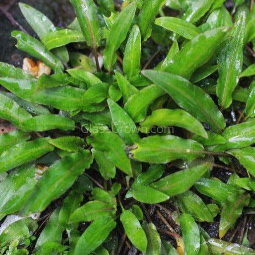 Grower's Choice Cryptocoryne (6 Plants)