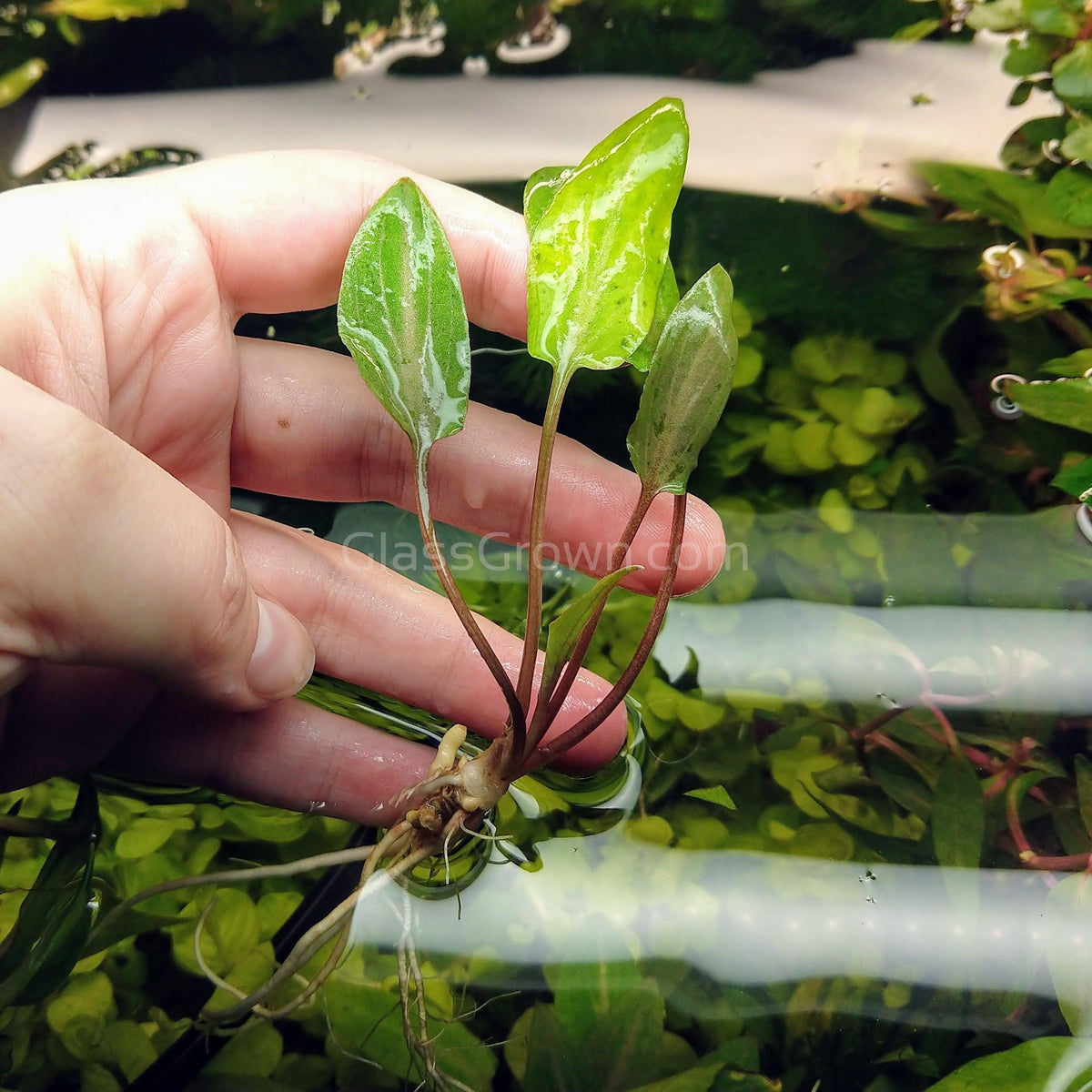 Grower's Choice Cryptocoryne (6 Plants)