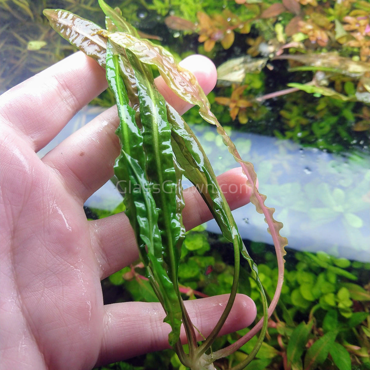 Grower's Choice Cryptocoryne (6 Plants)