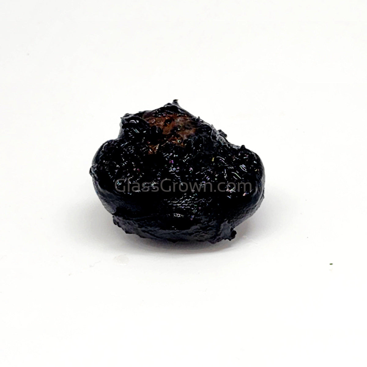 Dwarf Aquarium Lily Bulb