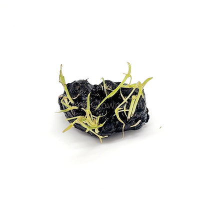 Dwarf Aquarium Lily Bulb