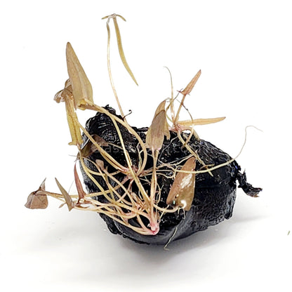 Dwarf Aquarium Lily Bulb