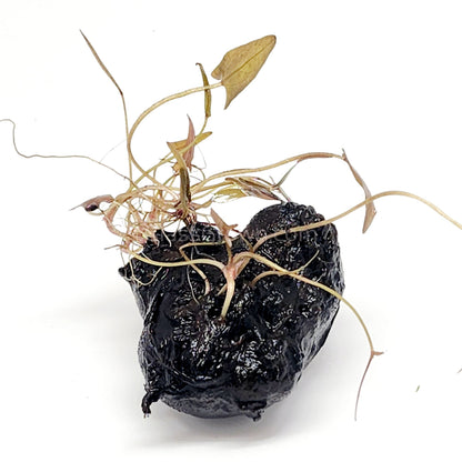 Dwarf Aquarium Lily Bulb