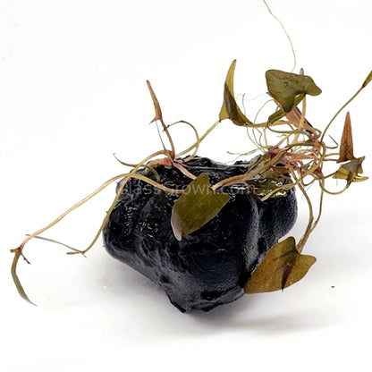 Dwarf Aquarium Lily Bulb