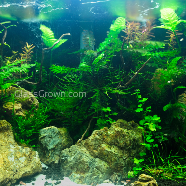 Done For You Plant Package, 12 Full Size (No Co2 Required)