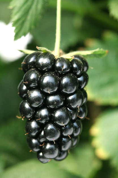 Navaho Thornless Blackberry Live Plant | 1 Starter Plant | Pesticide-Free, Non-GMO | Sweet Fruit, Compact Growth, Easy to Harvest