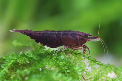 Chocolate Shrimp