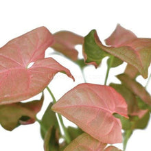 Neon Pink Arrowhead Plant Bare-root