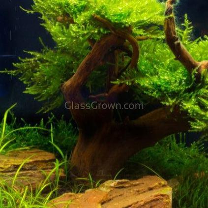 Octopus Bonsai Wood Nano Size 6"