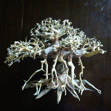 Octopus Bonsai Wood Nano Size 6"