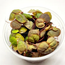 Red Root Floaters 4 oz portion