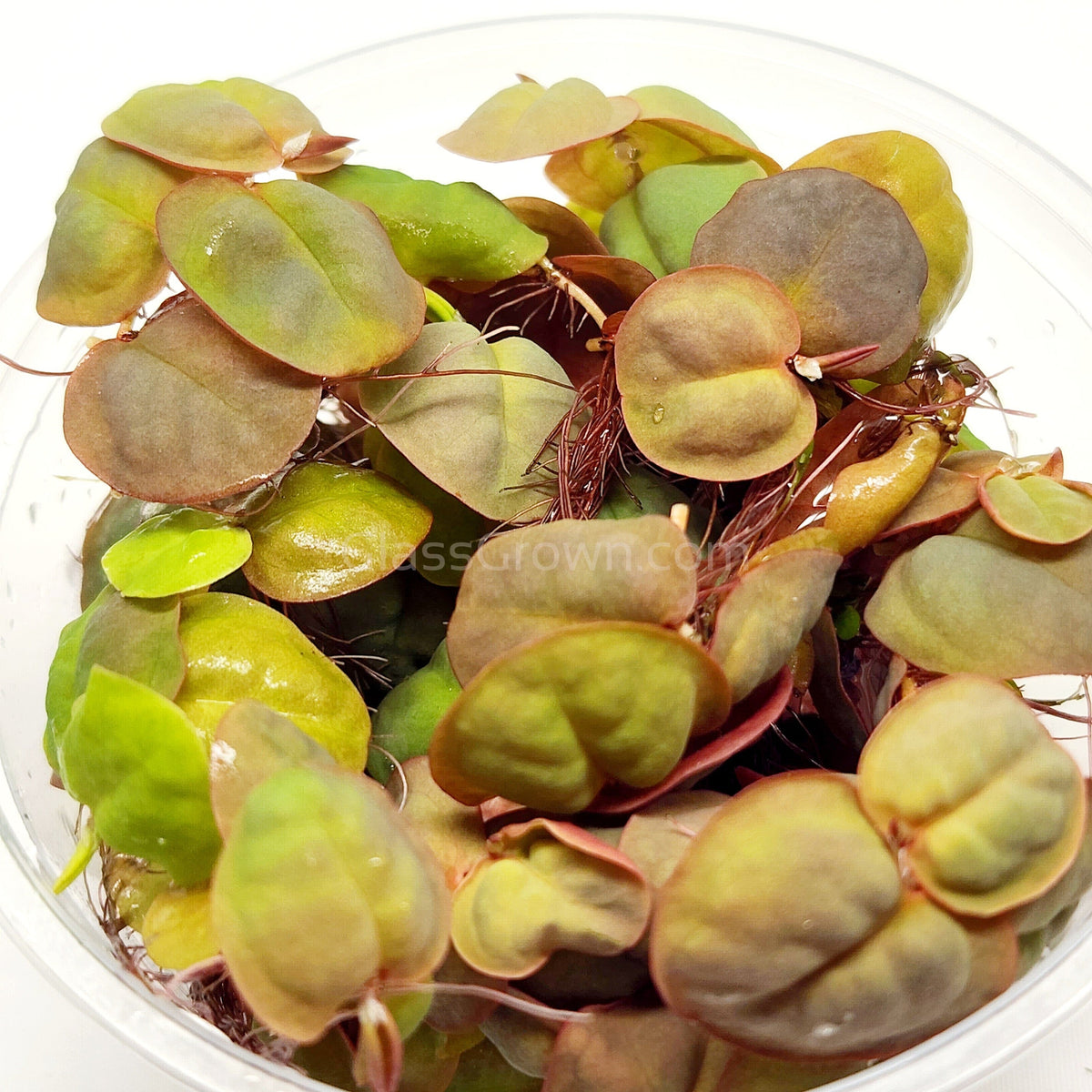 Red Root Floaters 4 oz portion