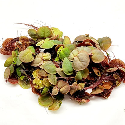 Red Root Floaters 4 oz portion