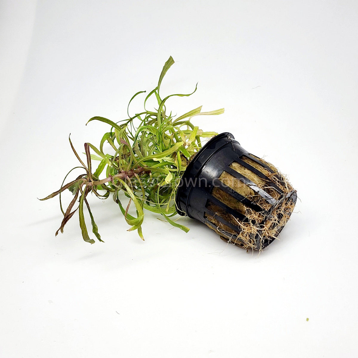 Pogostemon Stellatus 'Octopus'