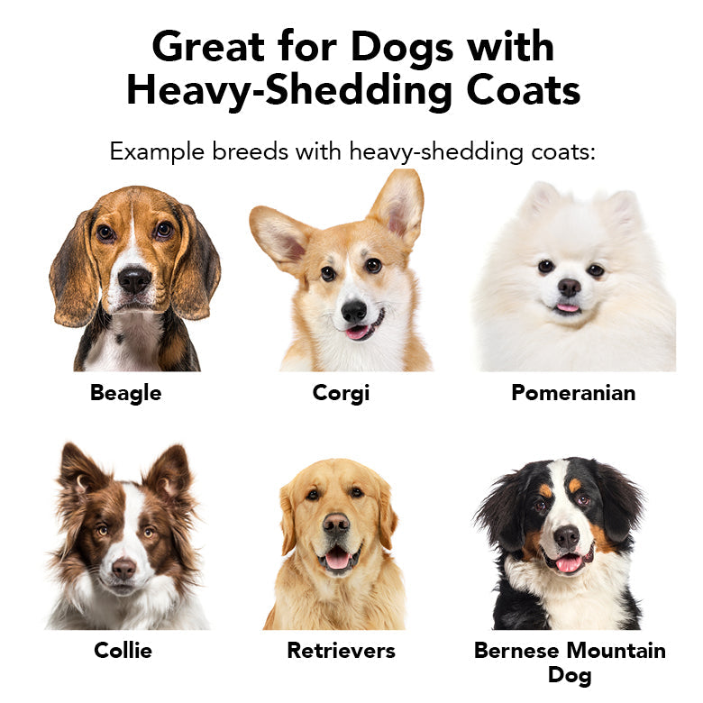 THE SHEDDER Dog Shampoo — Natural, Moisturizing De-Shedding Shampoo for Dogs Who Shed