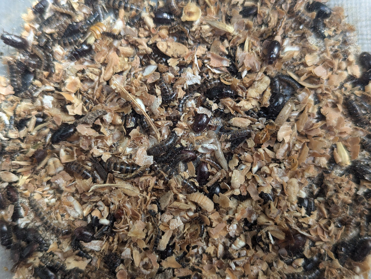 Live Organic Lesser / Buffalo Mealworms