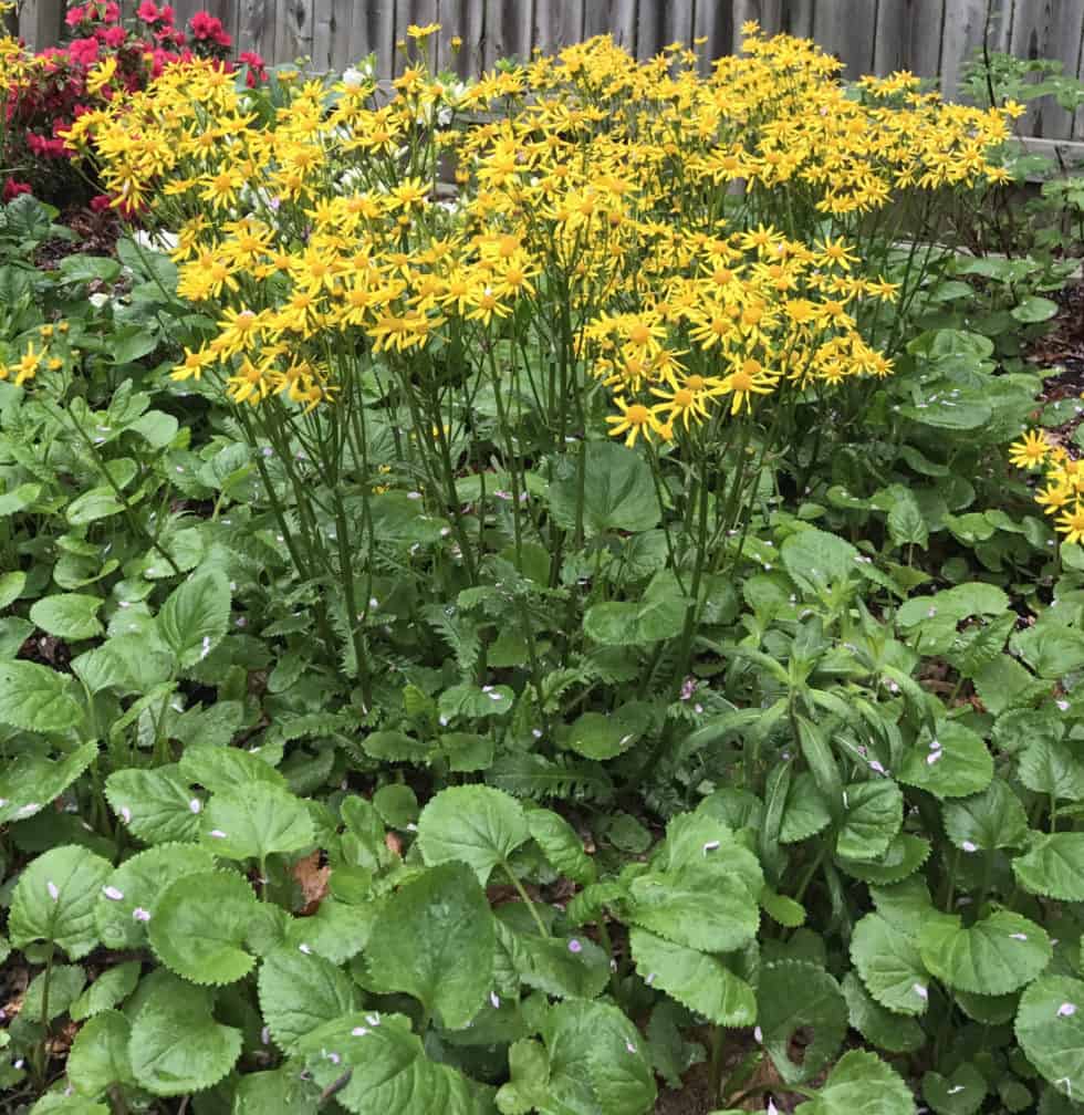 Packera aurea Seeds, Native Perennial Wildflower, Golden Ragwort, Yellow Blooms, Shade & Pollinator Plant, 100 Seeds