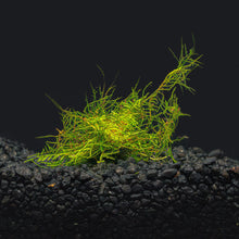 Peacock Moss