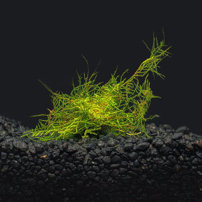 Peacock Moss