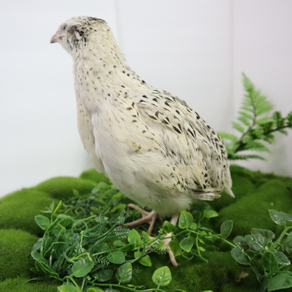 Pearl Fee Quail Hatching Eggs