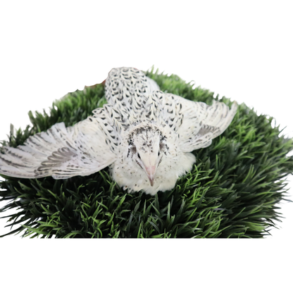 Pearl Fee Quail Hatching Eggs
