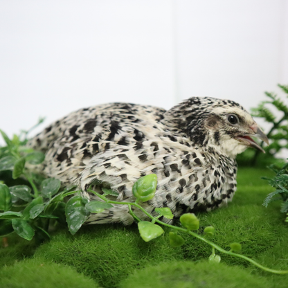 Pearl Pansy Quail Hatching Eggs – Fertile Coturnix Eggs for Incubation