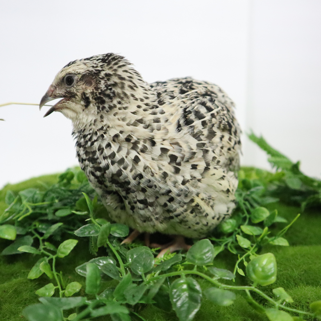 Pearl Pansy Quail Hatching Eggs