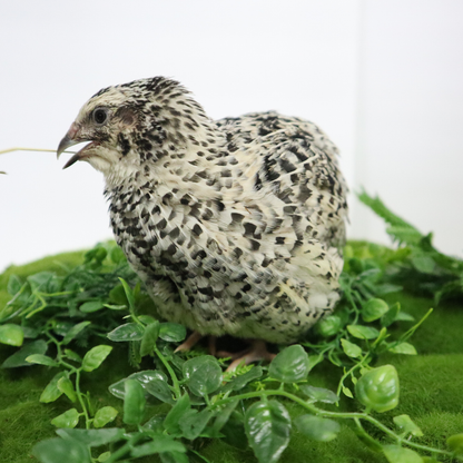 Pearl Pansy Quail Hatching Eggs
