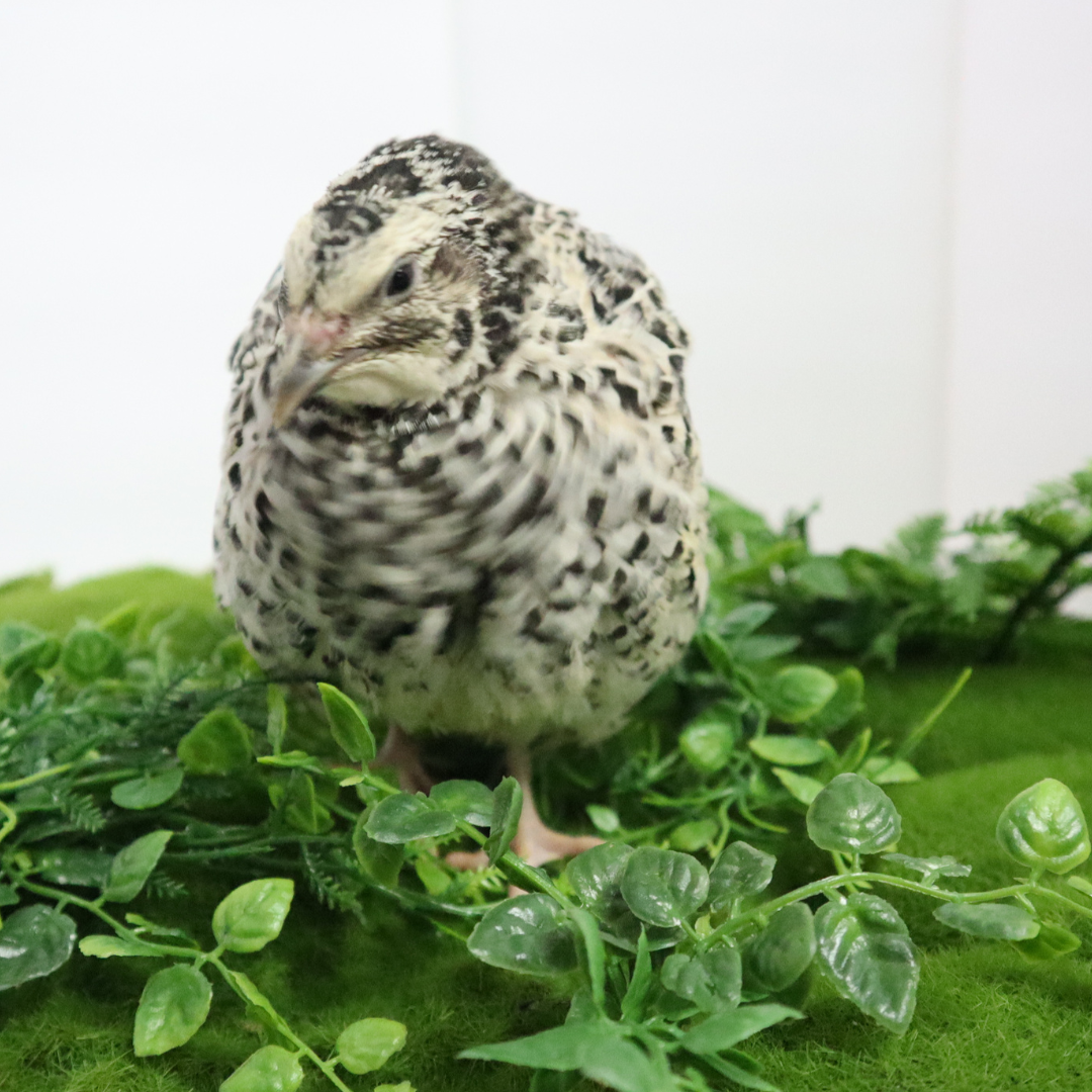 Pearl Pansy Quail Hatching Eggs – Fertile Coturnix Eggs for Incubation