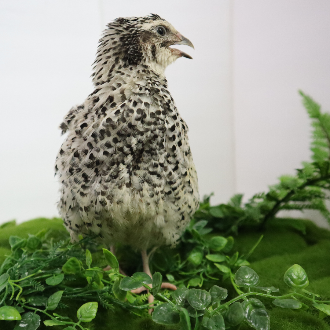 Pearl Pansy Quail Hatching Eggs
