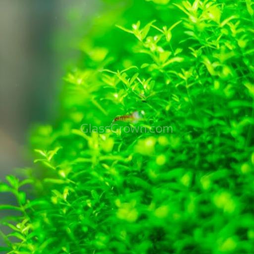 Pearlweed Portion