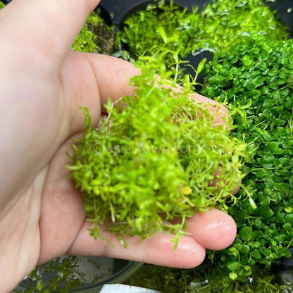 Pearlweed Portion