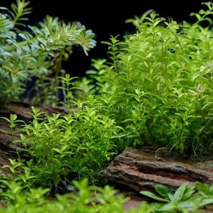 Pearlweed Portion