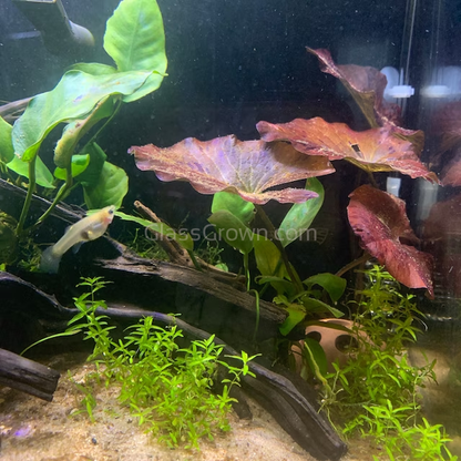 Potted Pearlweed
