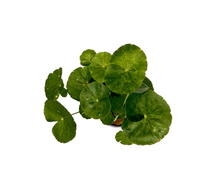Pennywort | Hydrocotyle leucocephala
