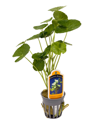 Pennywort | Hydrocotyle leucocephala