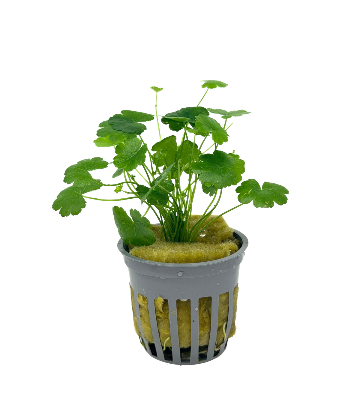 Hydrocotyle Tripartita Japan