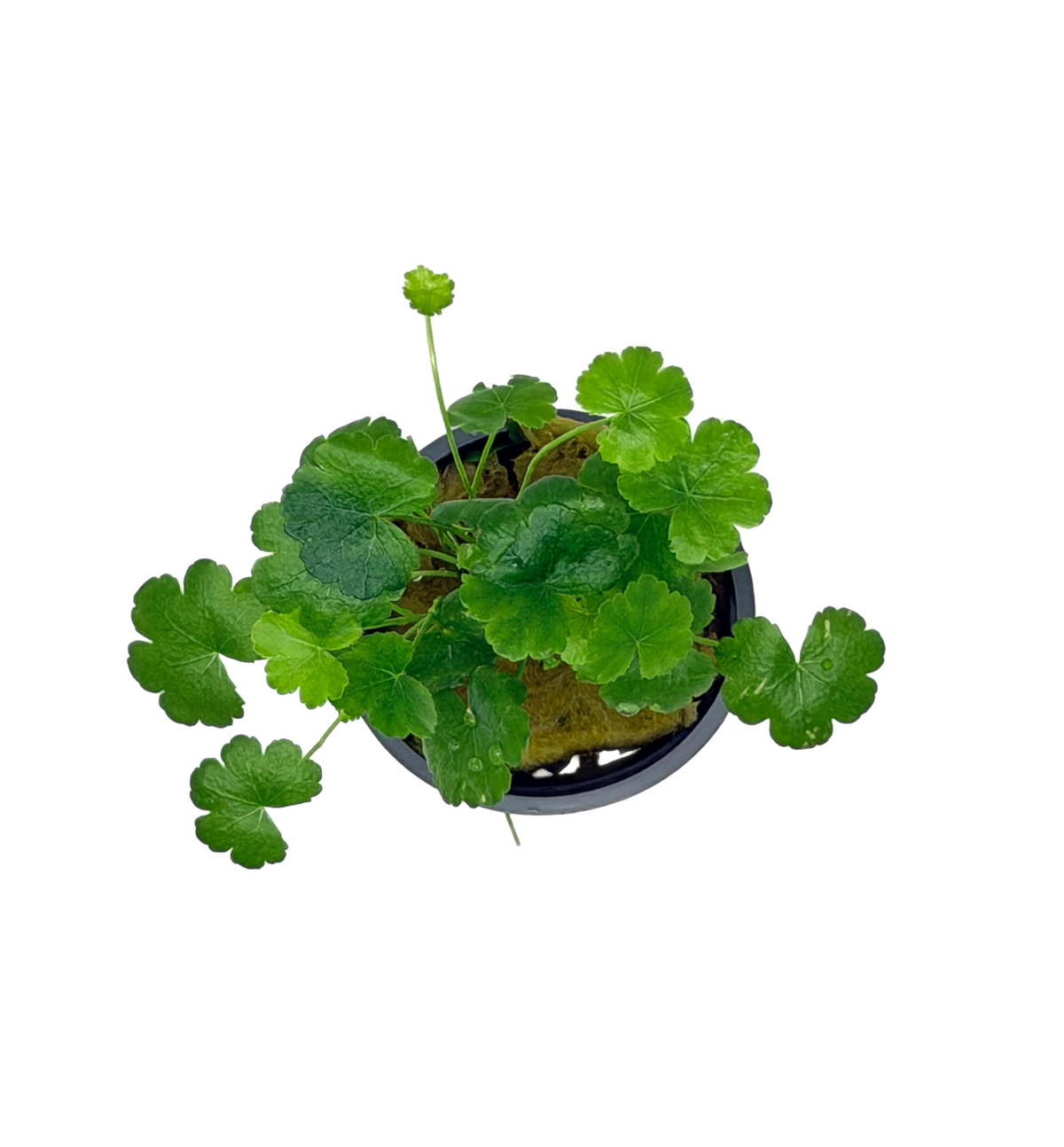 Hydrocotyle Tripartita Japan