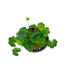 Hydrocotyle Tripartita Japan