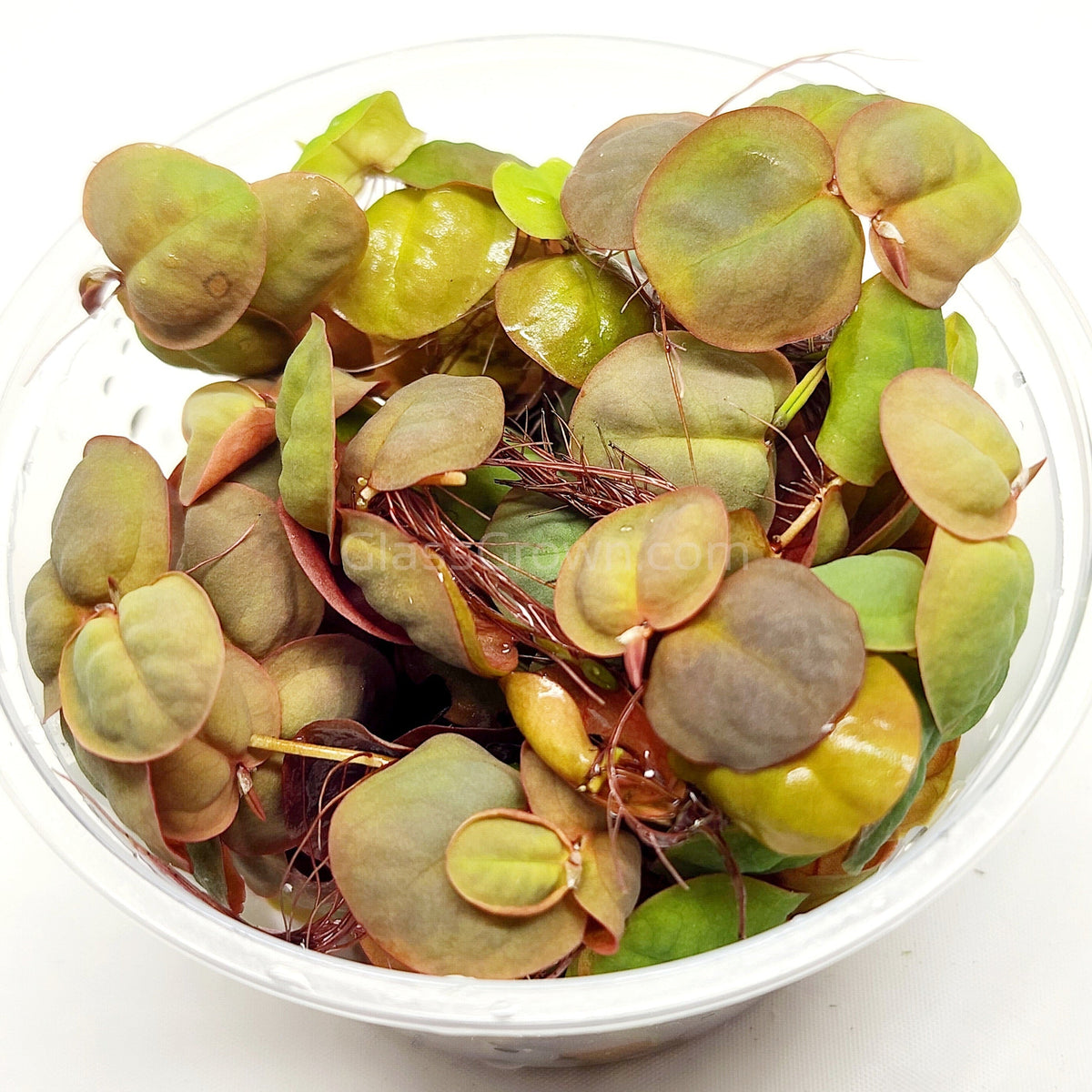 Red Root Floaters 4 oz portion