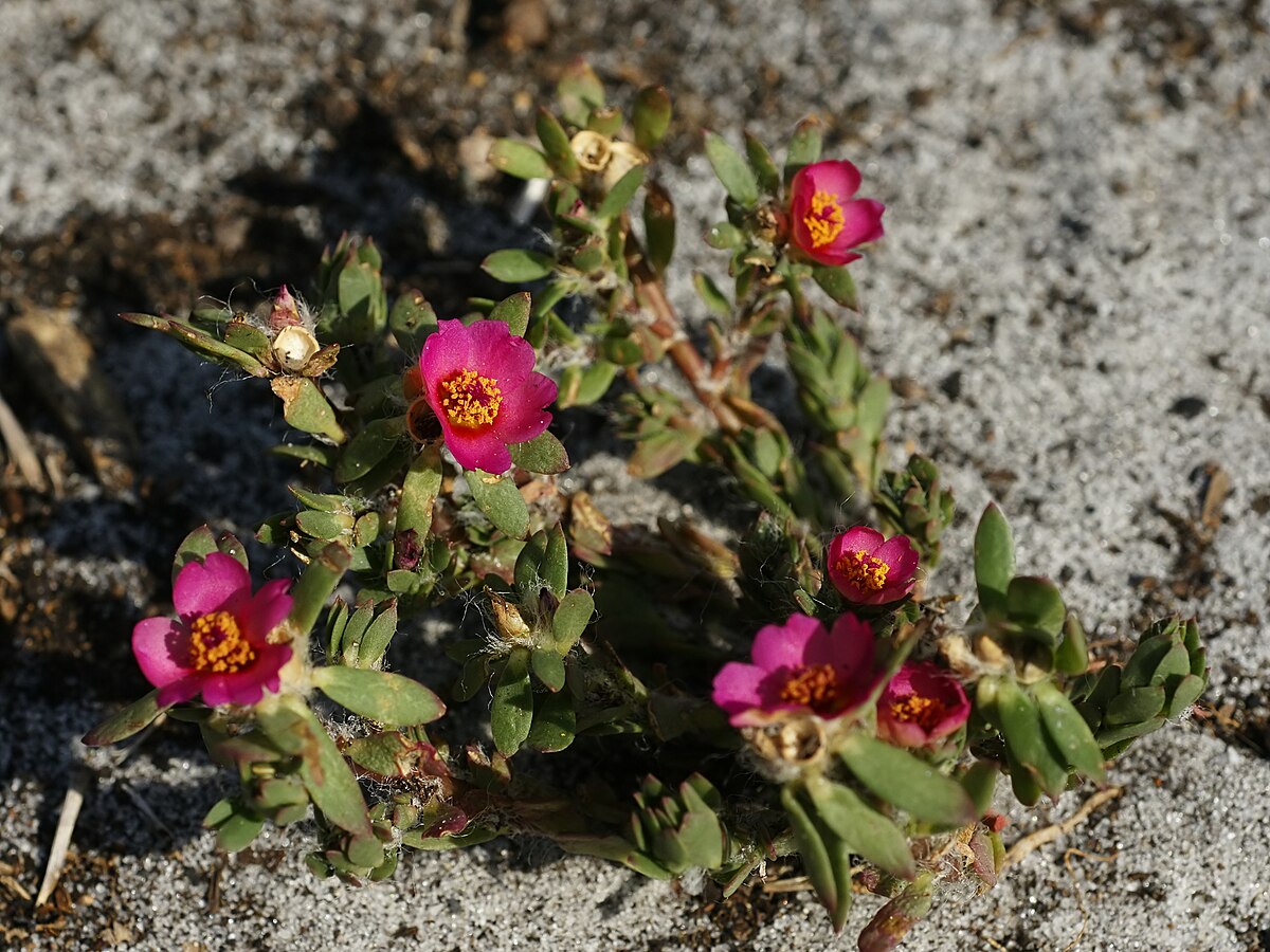 Paraguayan Purslane – Portulaca amilis Bare Root Live Plant, Kiss Me Quick, Moss Rose, Hardy Succulent Ground Cover Flower