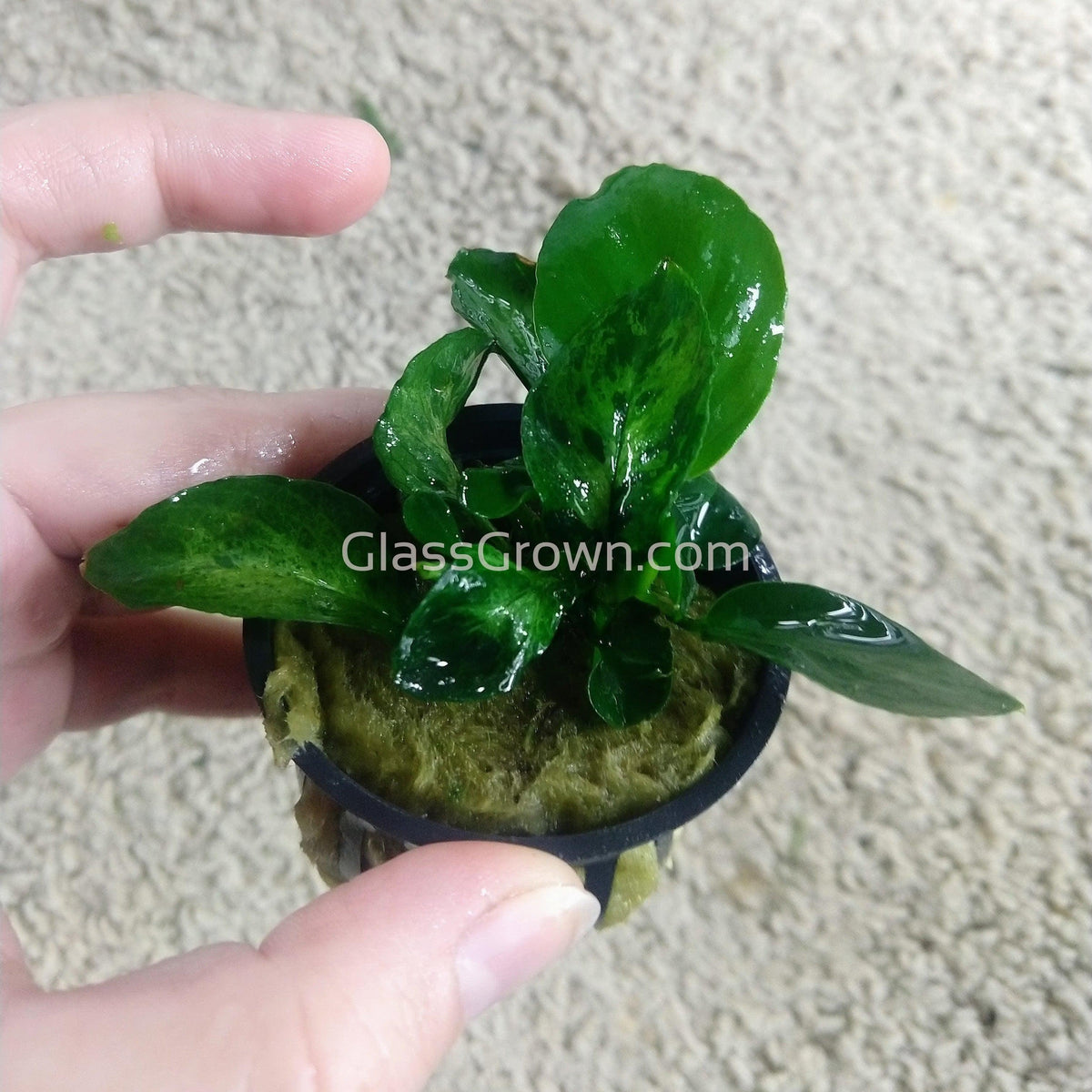 Anubias Barteri