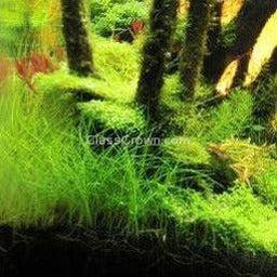 Dwarf Hairgrass (Eleocharis parvula)