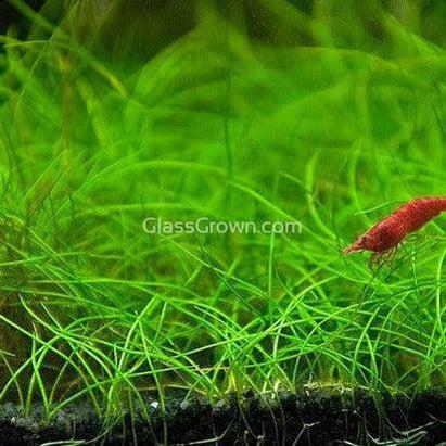 Dwarf Hairgrass (Eleocharis parvula)