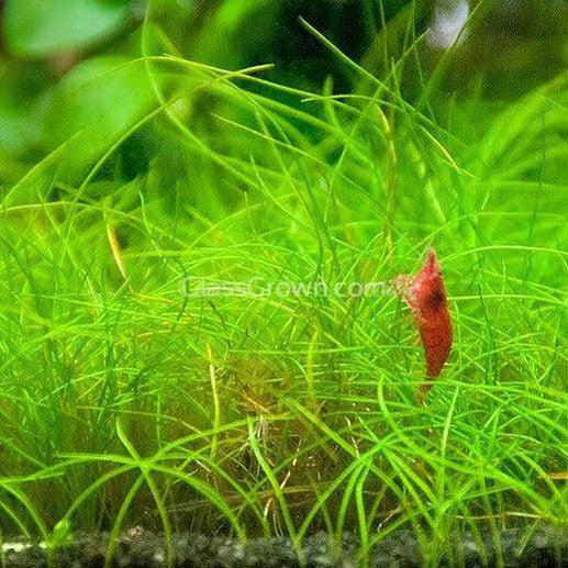 Dwarf Hairgrass (Eleocharis parvula)