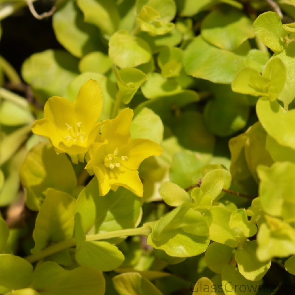 Potted Golden lloydiella Golden Jenny