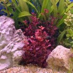 Ludwigia Natans Super Red Mini