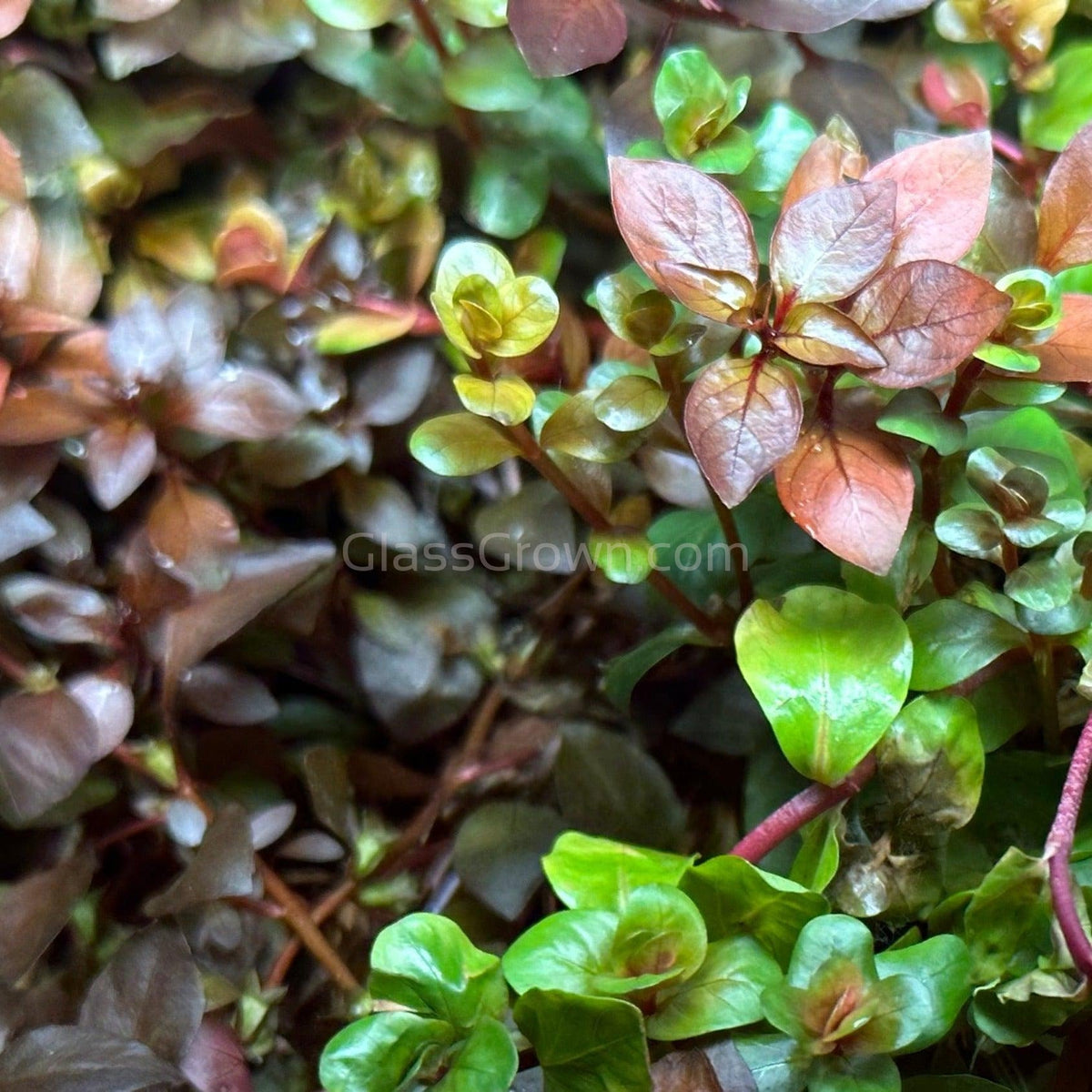 Ludwigia Natans Super Red Mini