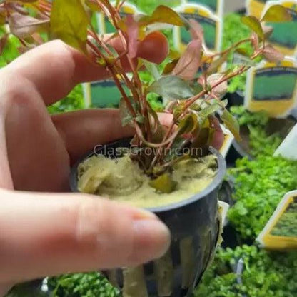 Ludwigia Natans Super Red Mini